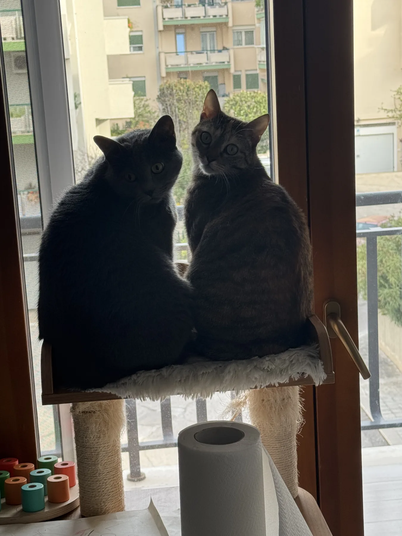 Ciccina and Yoki sitting together on their window perch