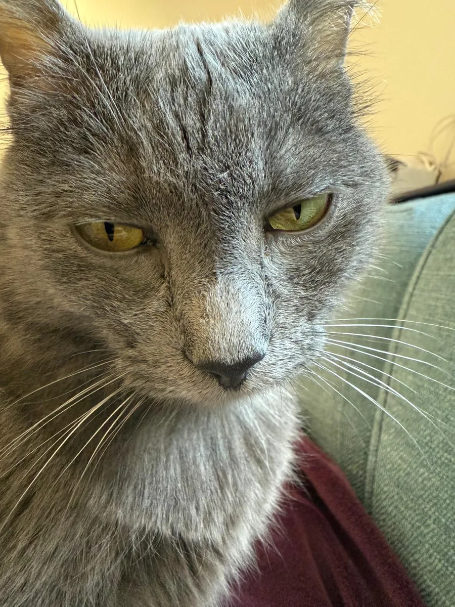 Close-up portrait of a grey cat with green eyes