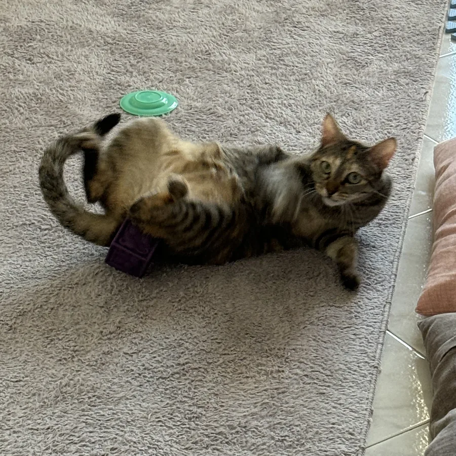 A tabby cat rolling on the rug with a toy
